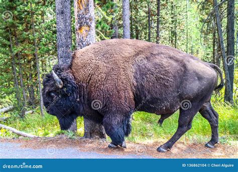 American Bison In The Field Of Yellowstone National Park Wyoming Stock