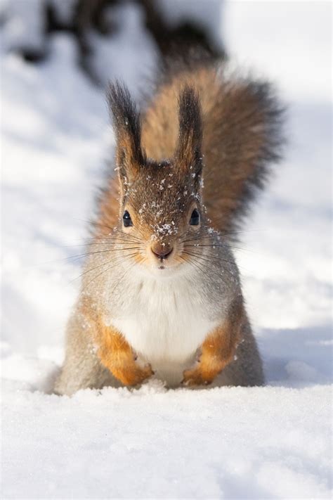 Snowy Red Squirrel Фотографии животных Забавные зверюшки Милые животные