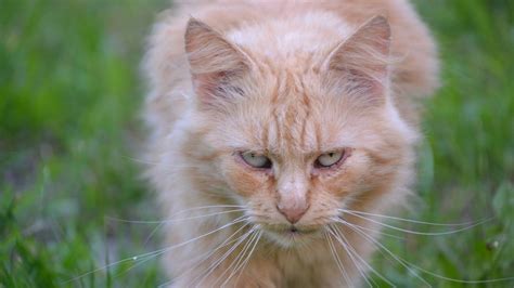 Katter Verkar Vara Sm S Ta Massm Rdare Orsakar Utrotningar