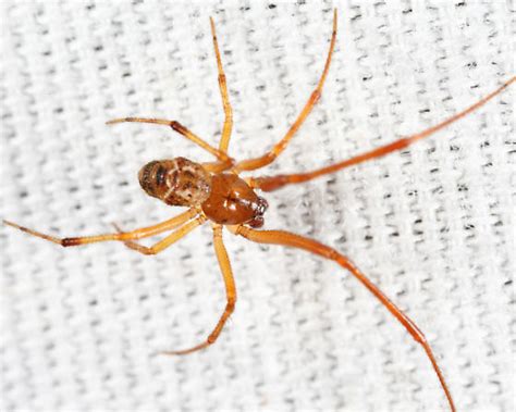 Common House Spider Parasteatoda Tepidariorum Bugguidenet