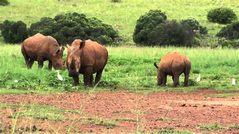 Rhino And Lion Nature Reserve South Africa Youtube