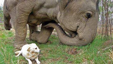 Elephant And Dog Are Best Friends Video Dawn Productions