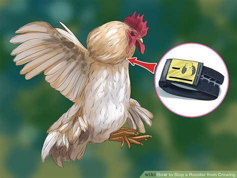 On average, a rooster may crow between 12 to 15 times a day! 3 Ways to Stop a Rooster from Crowing - wikiHow
