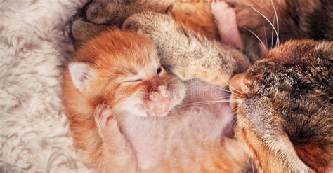 Mother Cat And Kitten Stock Image Image Of Posing Blue 24394213