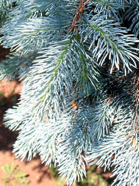 Colorado Spruce And Blue Spruce Tree Seedlings Treetimeca Tree