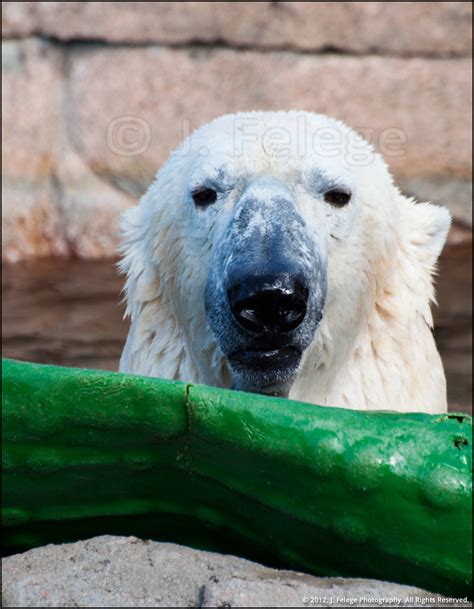 Play 53366 The Polar Bear At The Milwaukee County Zoo Flickr