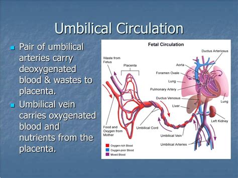 Fetal Circulation Umbilical Cord