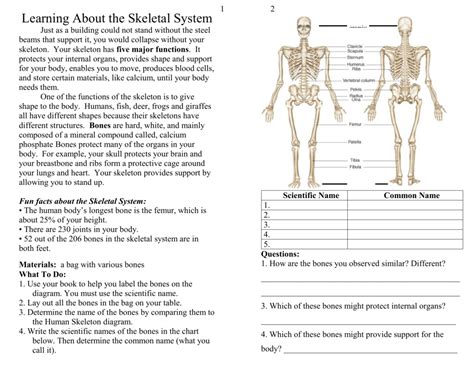 4 Fun Facts About The Skeletal System Fun Guest
