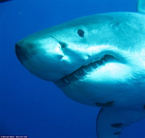 Video Shows 20ft Great White Shark Called Deep Blue Try To Bite Divers