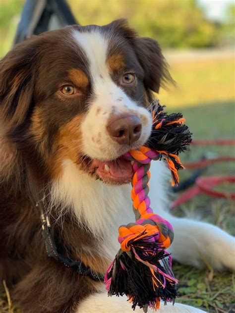 Ronin The Australian Shepherd ~ Dogperday ~ Cute Puppy Pictures Dog