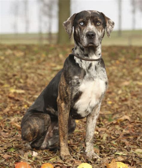 The goals and purposes of this breed standard include: 10 Cool Facts About Catahoula Leopard Dogs | Mom.com