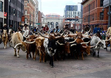Photos National Western Stock Show Parade 2023 In Downtown Denver