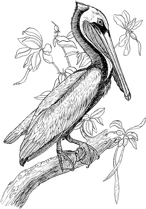 Pelican Coloring Pages Best Coloring Pages For Kids