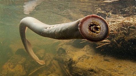 16 Most Terrifying Creatures On Planet Earth Youtube