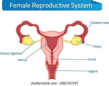 Vector Isolated Illustration Female Reproductive System Stock Vector