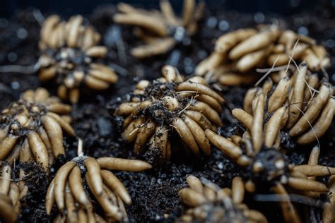 How To Store Ranunculus Corms