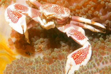 Porcelain Anemone Crab Detailed Guide Care Diet And Breeding