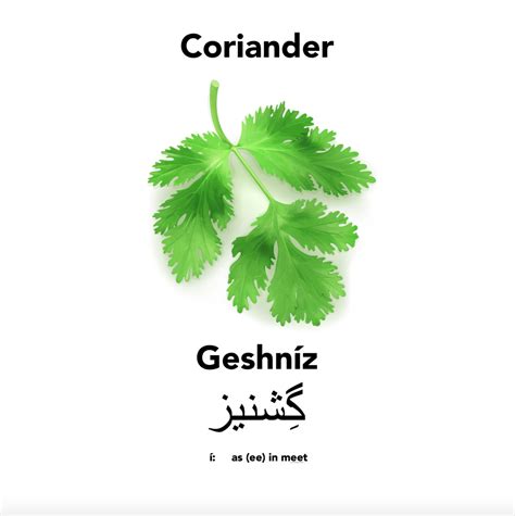 Coriander In Englisi Farsi Englisi Farsi