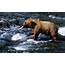 Brown Bear Catching Fish Photograph By Greg Ochocki