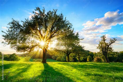 The Sun Shining Through A Tree On A Green Meadow A Vibrant Rural Landscape With Blue Sky Before