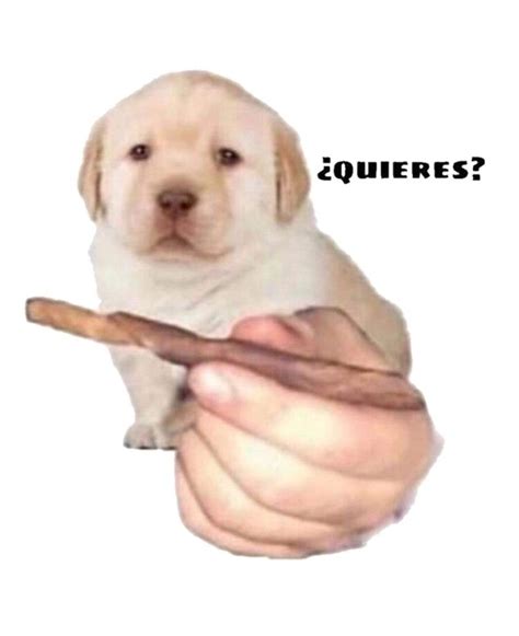 Quieres Memes Labrador Labrador Retriever