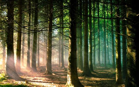 nature trees forest branch sun rays landscape pine trees sunlight green wallpapers hd