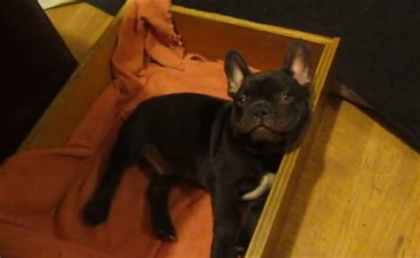 Frog frenchie fun french bulldog puppy argues bedtime. Viral Video: Puppy argues at bedtime, pretends to sleep ...