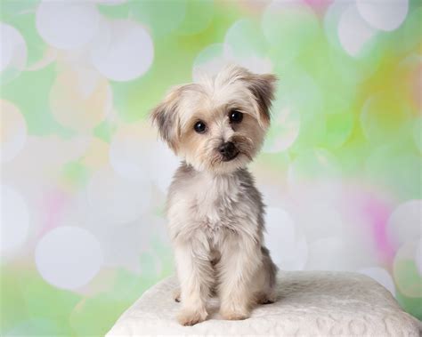 How Much Does A Maltese Yorkie Mix Cost