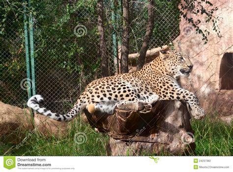Leopard Rests Stock Photo Image Of Feline Look Furry 24237382