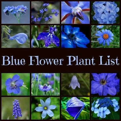 Blue Flower Plant List Blue Flowers Planting Flowers Plants