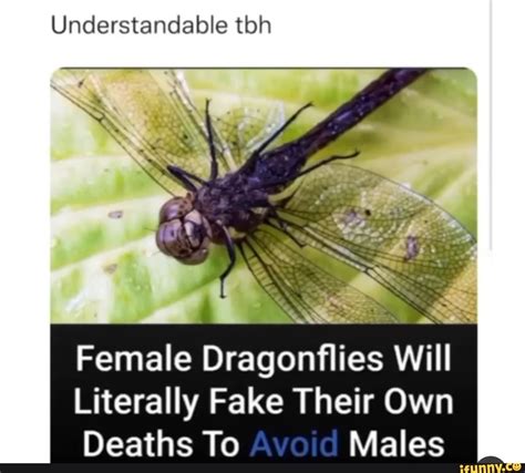 Understandable Tbh Female Dragonflies Will Literally Fake Their Own Deaths To Males Ifunny