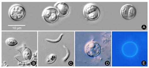 Thanks To The Cdc For Scientific Information On Cyclospora Food