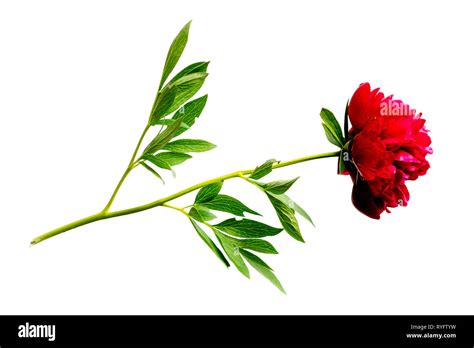 Red Paeonia Flower On The White Background Stock Photo Alamy