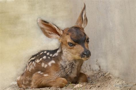 Day Old Fawn By Betsy Seeton Redbubble