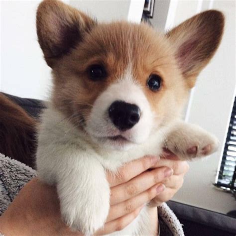 So Cute 😧😮 🐾 Corgi 🐶 Adorabledogsclub 📸 Uknown Baby Corgi Cute