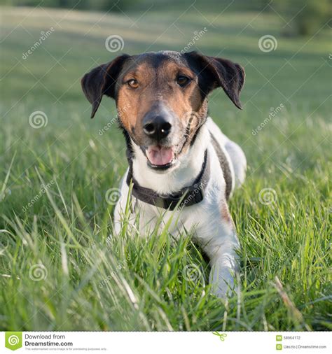 Cute Dog Lying In Grass Outdoor Stock Photo Image Of Russell Terrier