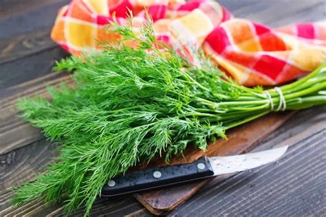 fresh dill vs dill weed what s the difference substitute cooking