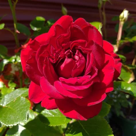 Gallipoli Centenary Rose 🌹 Specially Released To Mark The Gallipoli