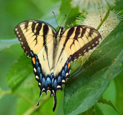 Yellow Swallowtail Papilio Machaon