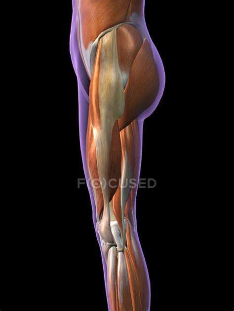 Lateral View Of Female Hip And Leg Muscles On Black Background Gluteal Muscles Hamstring