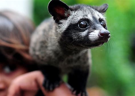 Asian Palm Civet ~ Everything You Need To Know With Photos Videos
