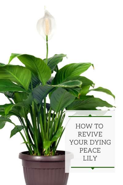 Florists who want to force blooms at times other than late winter or early spring use a hormone treatment, called gibberellic acid, that results in blooms within two months on plants younger than the normal maturity of 12 months. Dying Peace Lily? Expert Tips to Grow and Revive Your Plant!