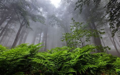 Nature Landscape Forest Mist Ferns Bulgaria Trees Atmosphere