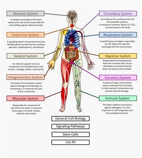 Body Systems Human Body System Png Transparent Png Transparent Png