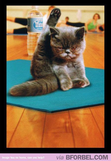 Hahah Yoga Cat Yoga Humor Yoga Meme Animals And Pets Funny Animals