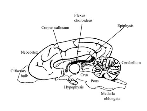 Canine Brain Anatomy