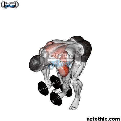 Dumbbell Rear Lateral Raise Shoulders Aztethic Fitness