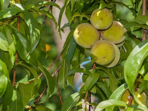 Premium Photo Closeup Branch Of Peach Tree With Green Unripe Fruits