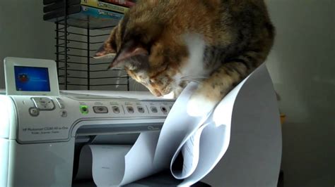 See more ideas about cats, cute cats, beautiful cats. Cat vs. Printer - YouTube