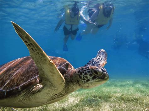 Snorkel With Sea Turtles Avocado Rentals